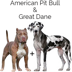 Great Danebull Dog